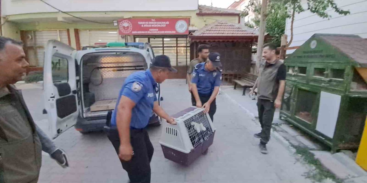 Karaman’da Yaralı Leylek Koruma Altına Alındı