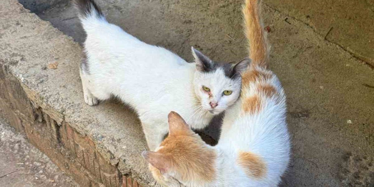 Tarım Müdürlüğünden Mikroçip Zorunluluğu Uyarısı