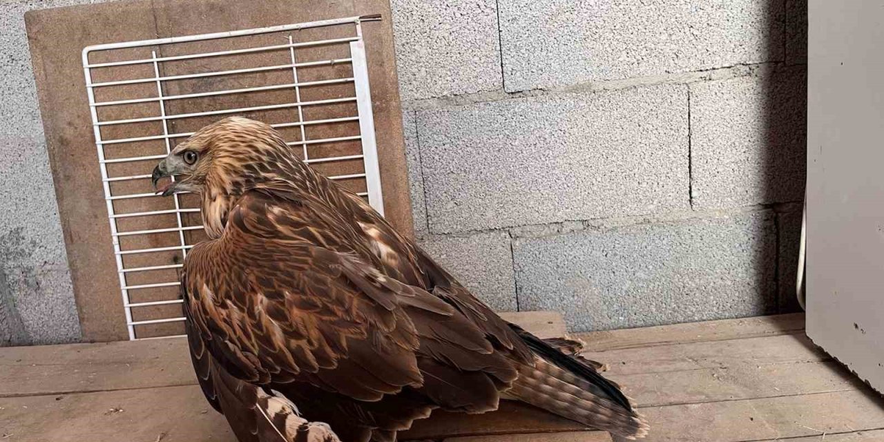 Karapınar’da Yaralı Kızıl Şahin Bulundu