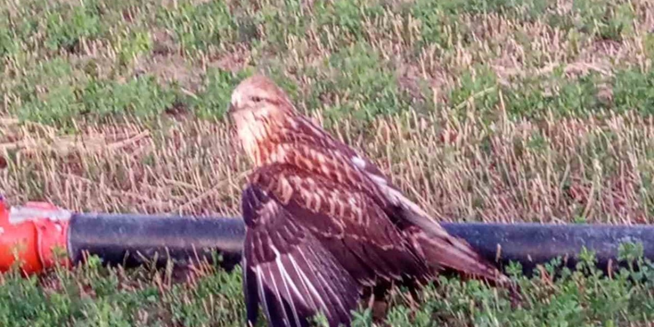 Karapınar’da Yaralı Halde Bulunan Kızıl Şahin Koruma Altına Alındı