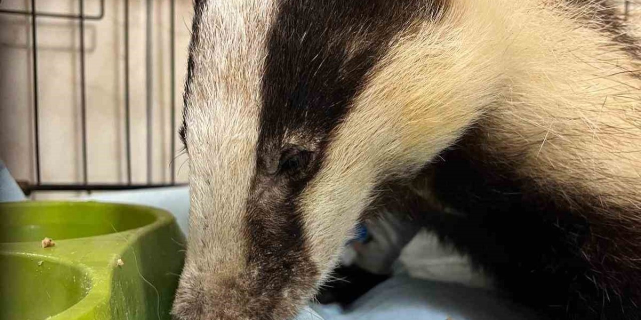 Antalya’da Bir Evin Bahçesinde Bulunan Porsuk Tedavi Altına Alındı