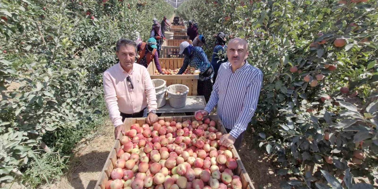 Zirai Donun Vurduğu Karaman’da Elma Hasadı Buruk Başladı
