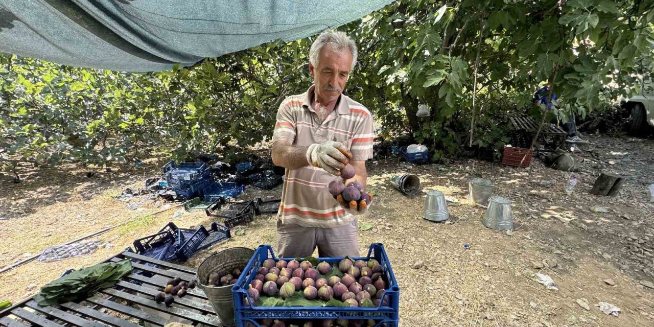 Antalya’da Siyah İncir Hasadı Başladı