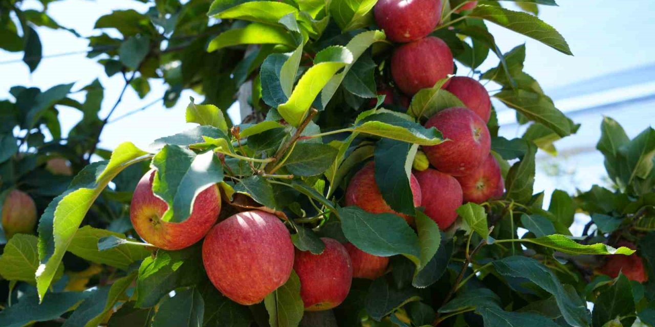 Don Zararı Niğde’de Elma Rekoltesini Yüzde 95 Oranında Düşürdü