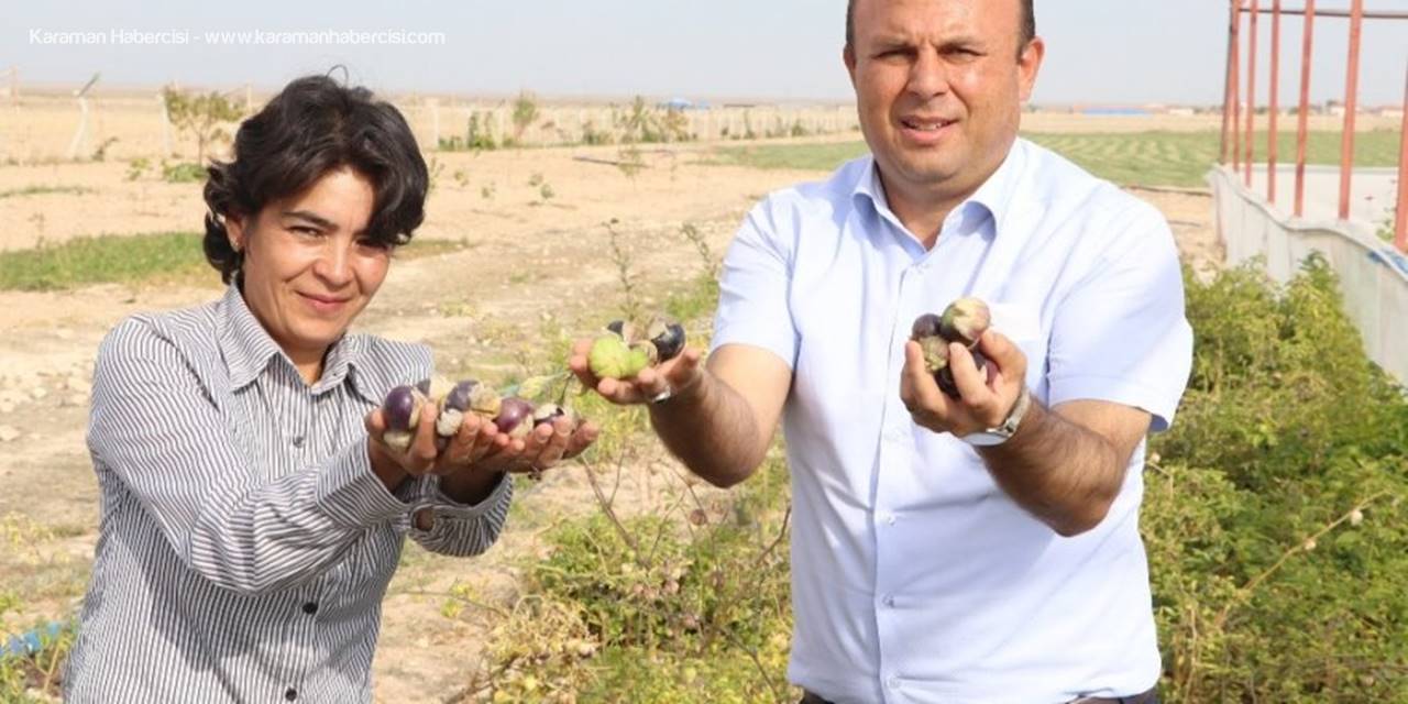 Yakalandığı Meme Kanserini Yetiştirdiği Mor Çilekle Yendi