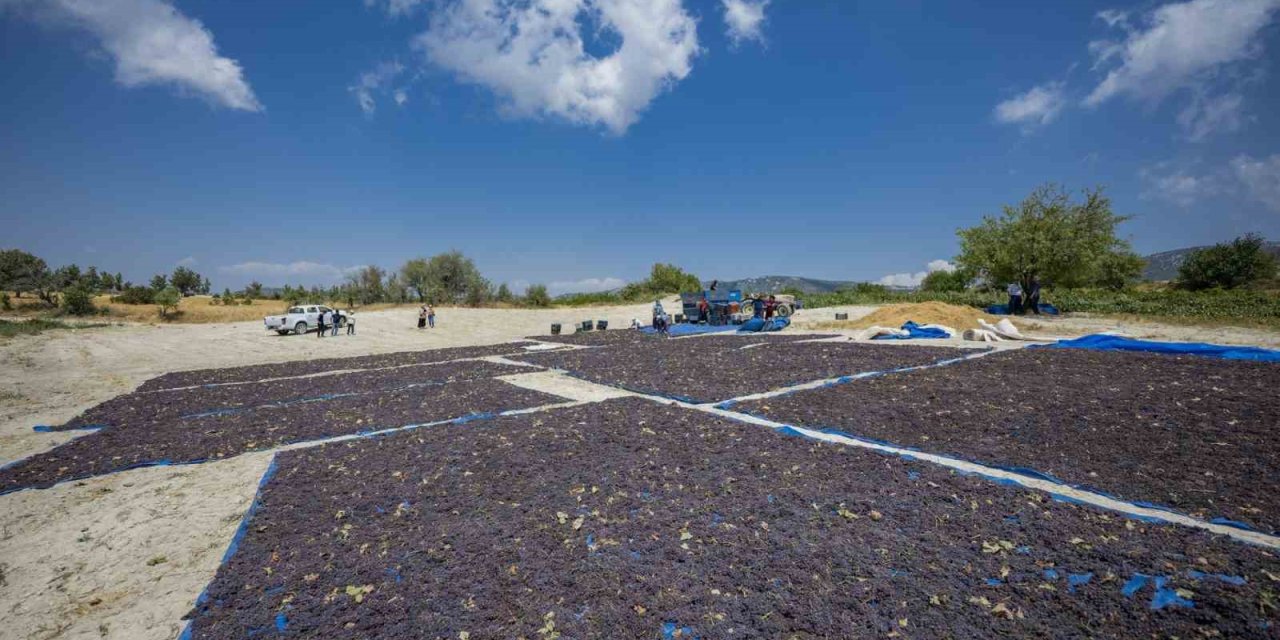 Gülnar Kuş Üzümü Tescil İle Değer Kazandı