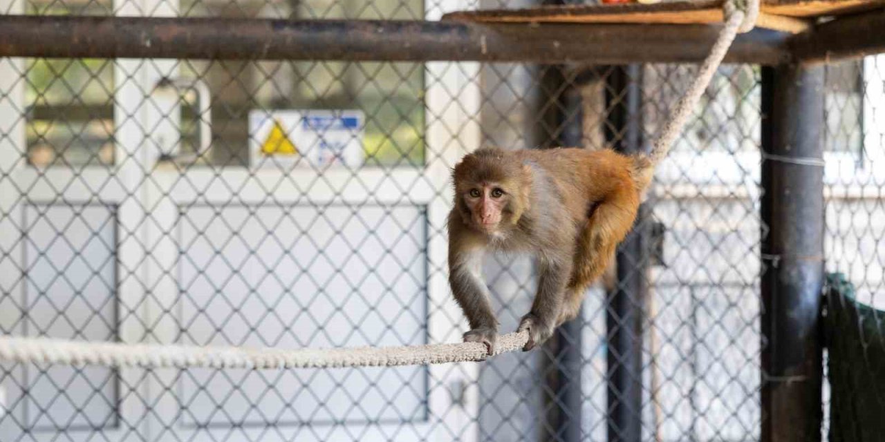 Şiddet Mağduru Maymun Mersin’de Koruma Altına Alındı