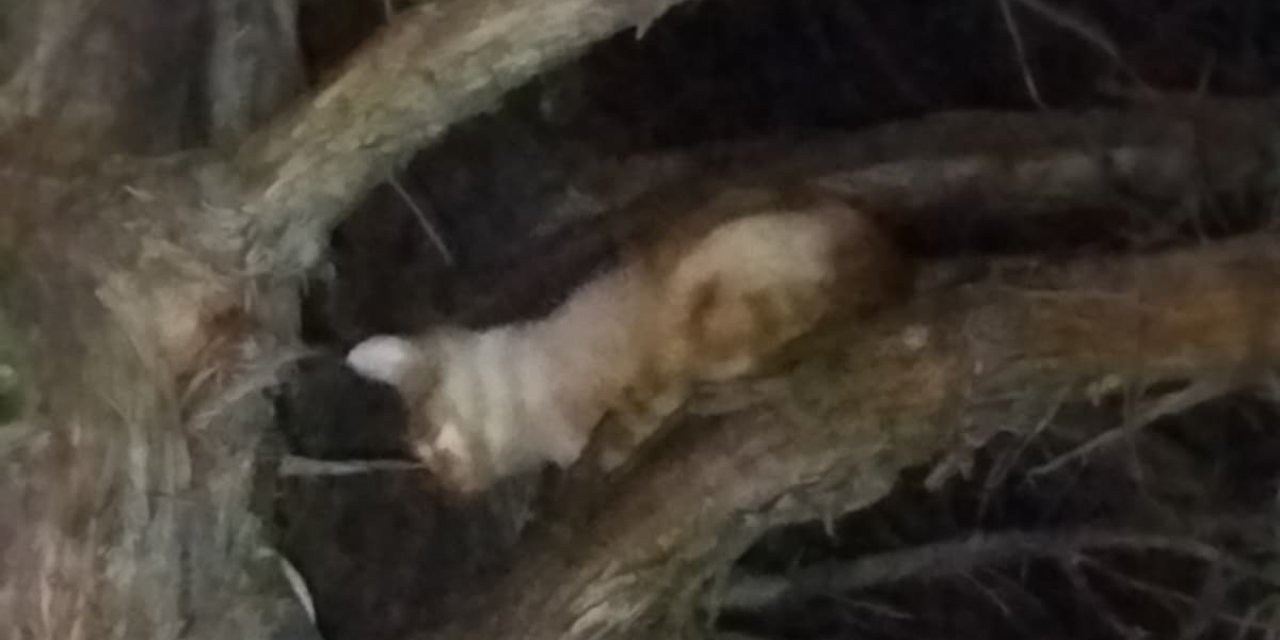 Çıktığı Ağaçta Mahsur Kalan Kediyi İtfaiye Kurtardı