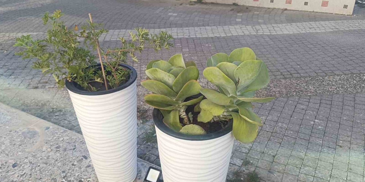 Gözüne Kestirdiği Saksıdaki Çiçeği Sökerek Götürdü