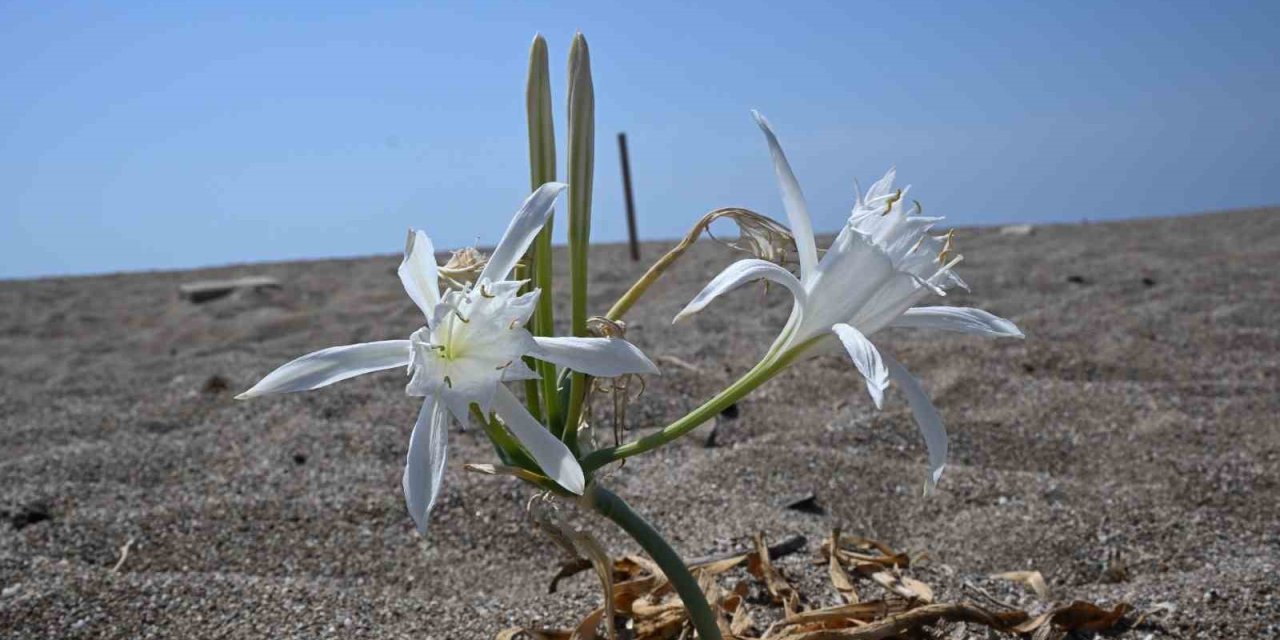 Nesli Tükenmekte Olan Kum Zambaklarını Koparmanın Cezası Dudak Uçuklatıyor