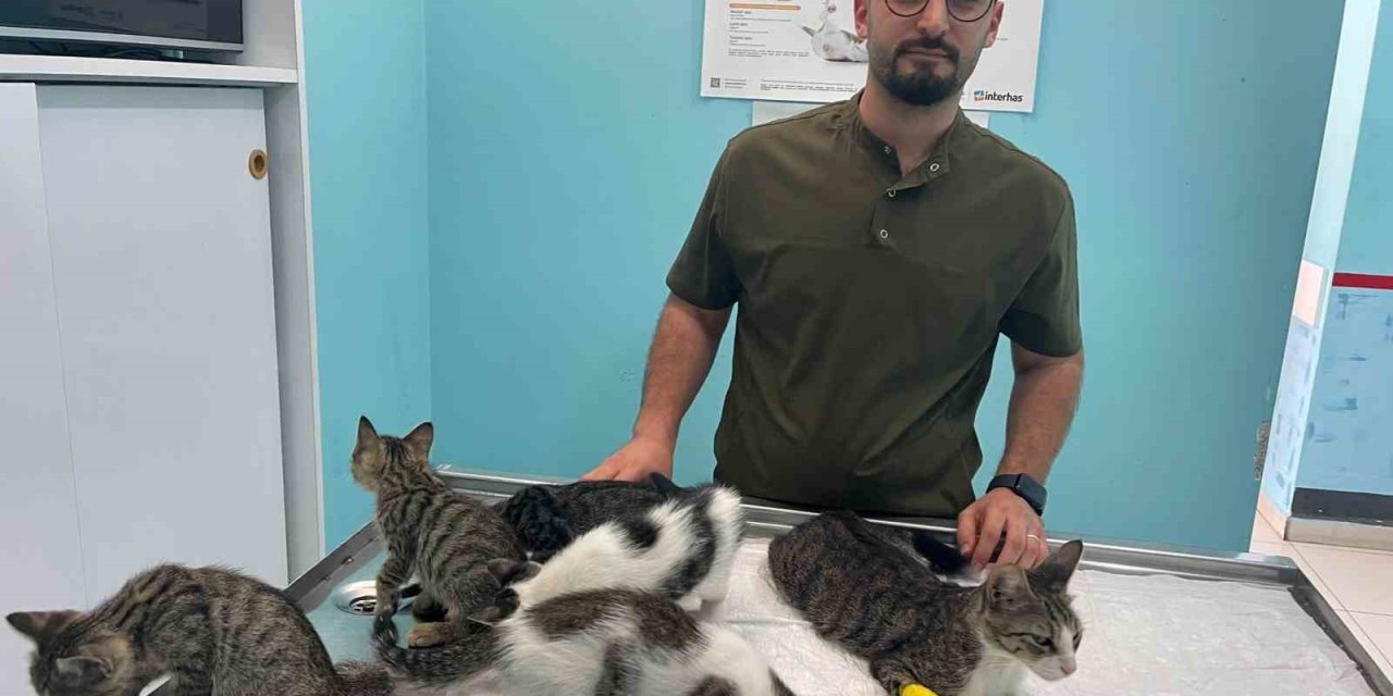 Alanya’da Hayvana Eziyet Cezasız Kalmadı