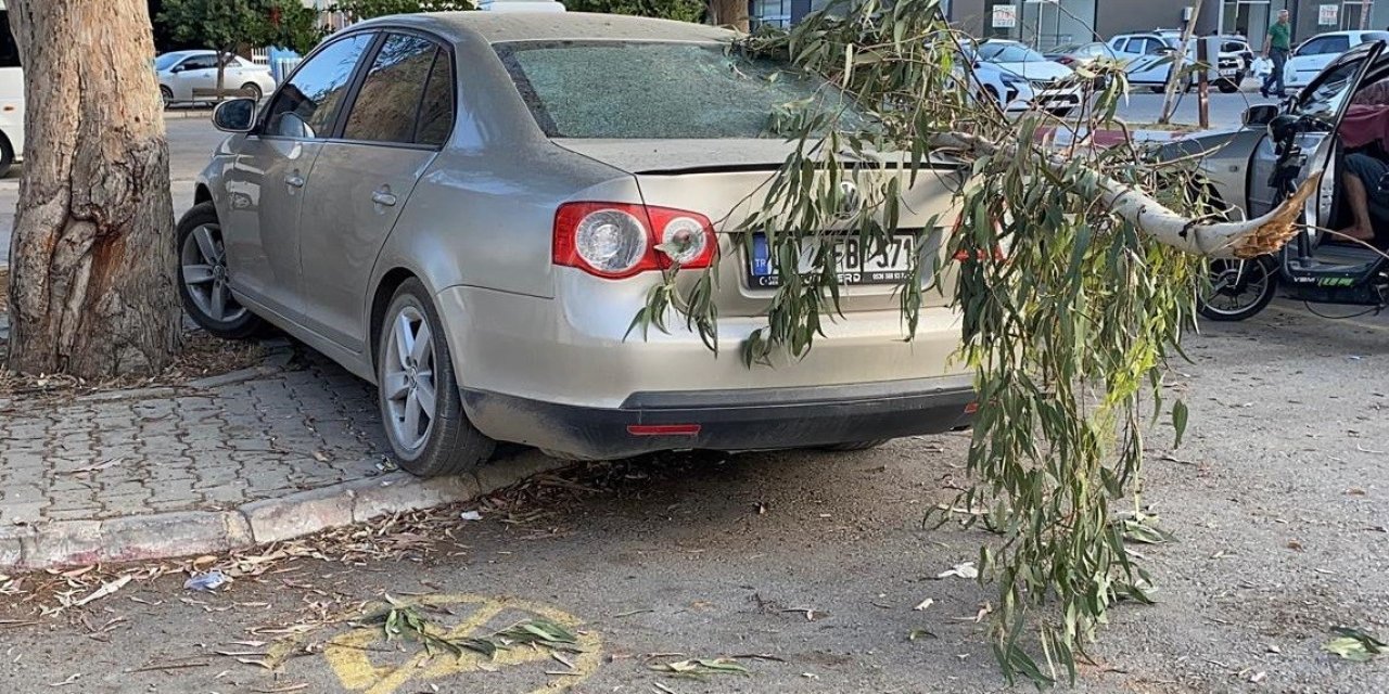 Kırılan Ağaç Dalı Otomobile Zarar Verdi