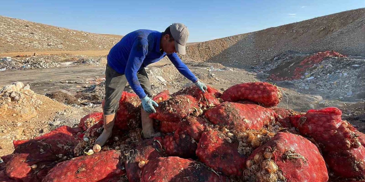 Boş Araziye Dökülen Tonlarca Soğanı Vatandaşlar Evlerine Götürdü