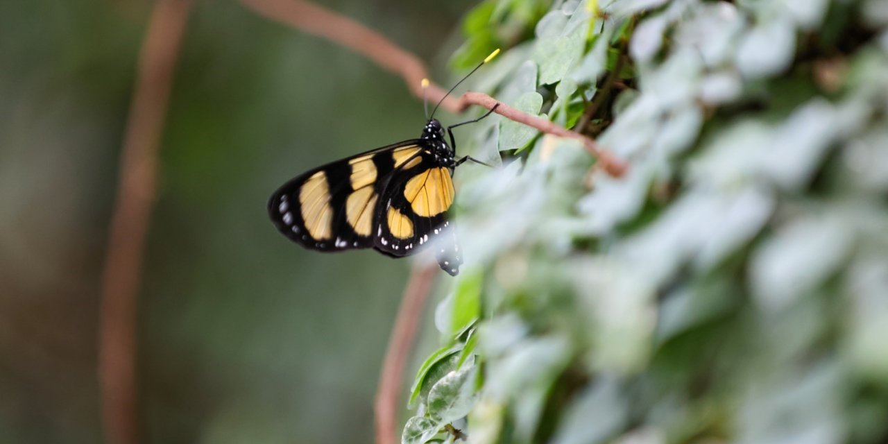 Konya Tropikal Kelebek Bahçesi Ziyaretçilerin Gözdesi Olmaya Devam Ediyor