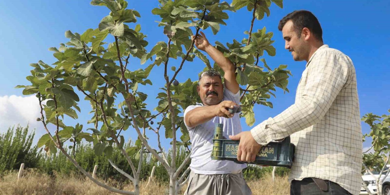 Fidanlar Toprakla Buluştu, Meyveler Kasaları Doldurdu