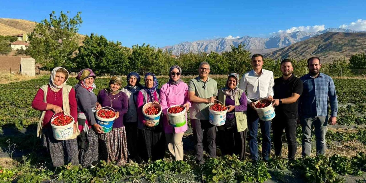 Niğde’de Çilek Hasadı Bereketi