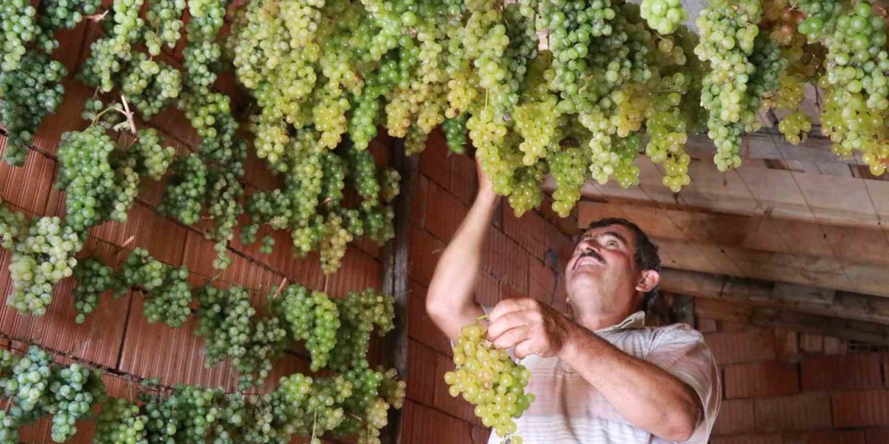 Konya’da Torosların Yeşil Altını "gök Üzüm" Hasadı Başladı