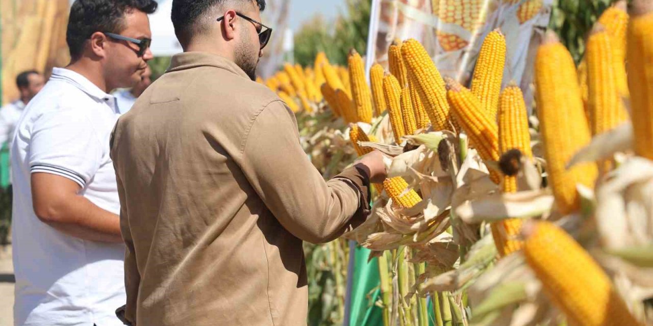 Yeni Hibrit Mısır Çeşitleri Konya’da Çiftçilere Tanıtıldı
