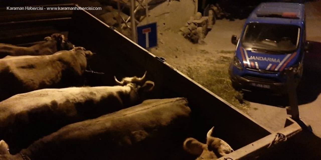 Jandarma Hayvan Hırsızlarını Böyle Yakaladı