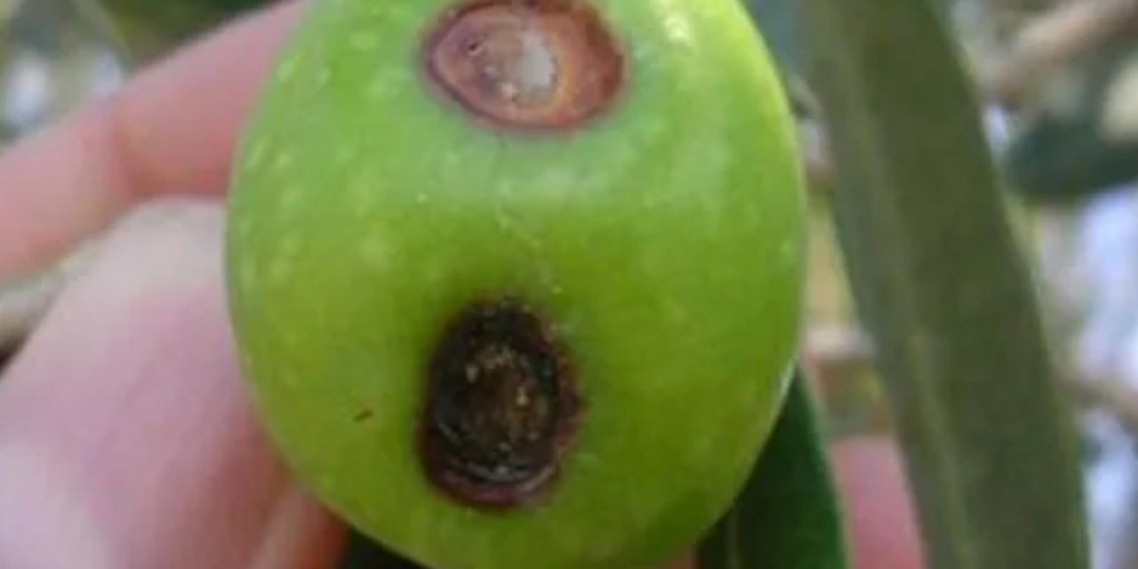 Zeytin Üreticilerine Meyve Dökülmesi Uyarısı