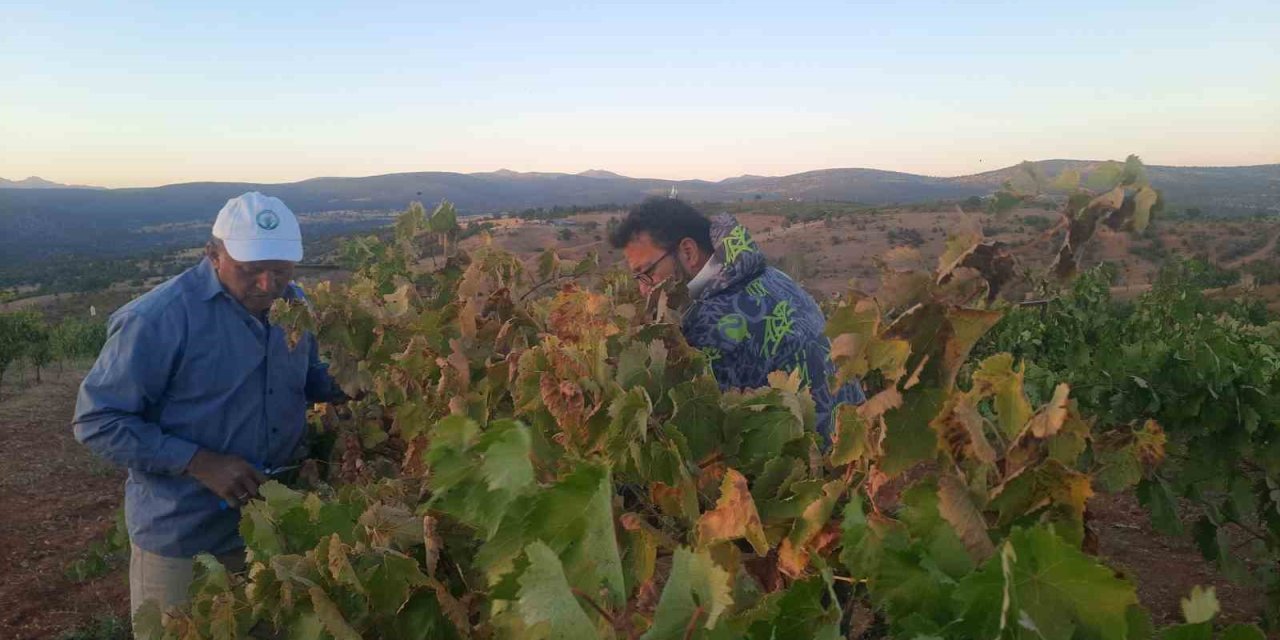 Üzümünü Hasada Kadar Korumak İsteyen Çiftçinin Sıfır Maliyetli Çözümü Kuşları Uzaklaştırıyor