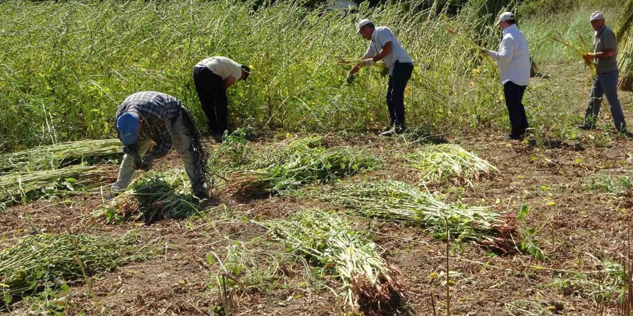 Antalya’da Altın Susamda Hasat Başladı