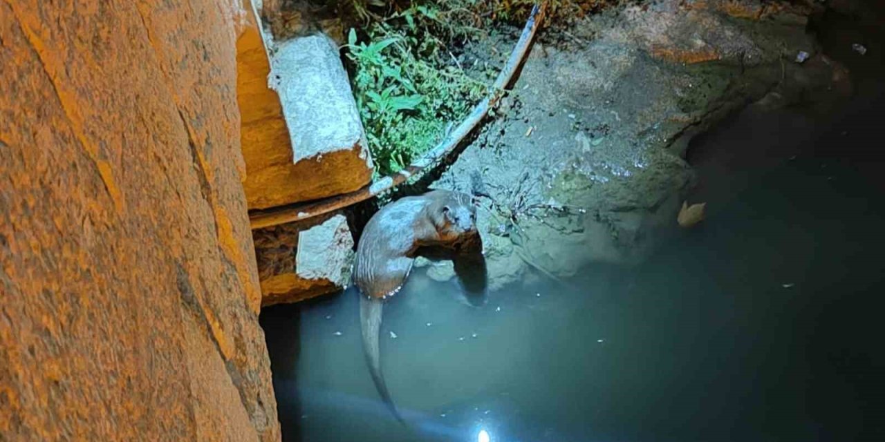 Bozkır’da Su Samurları Yeniden Görüldü