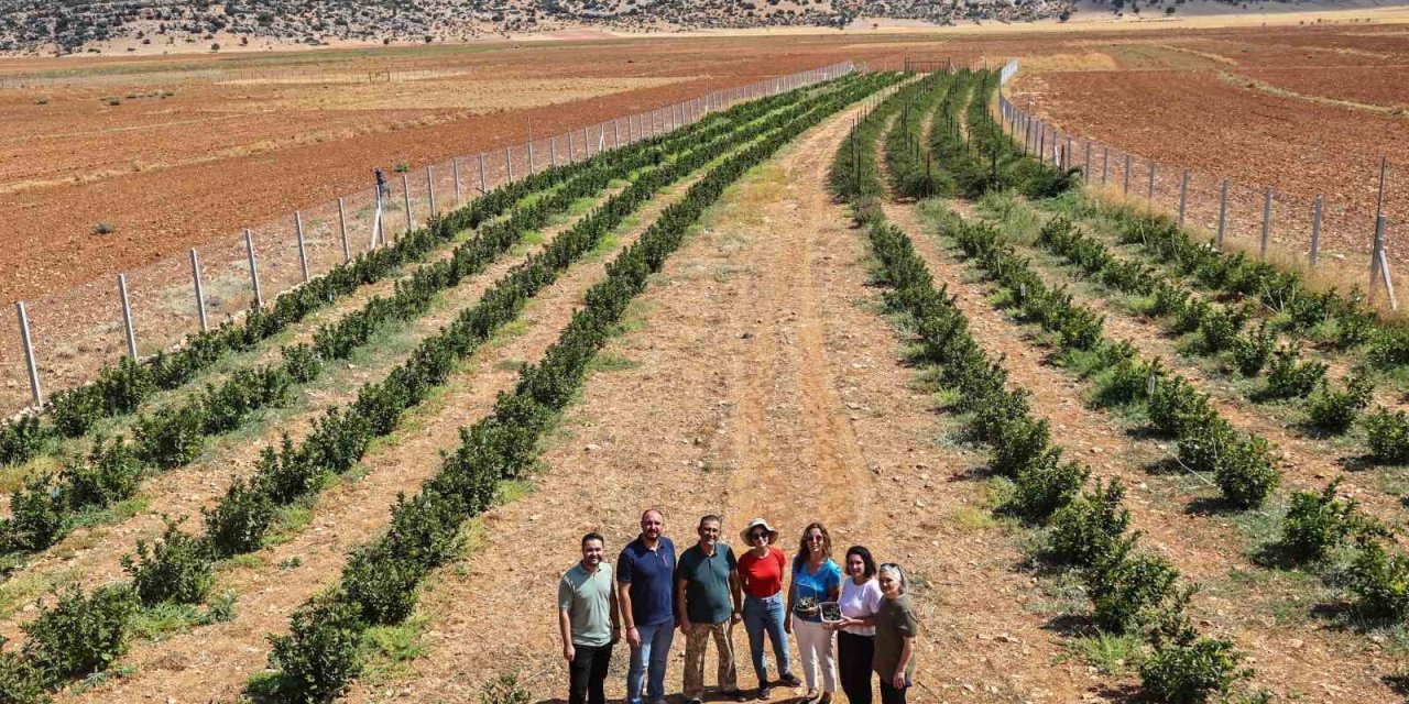 Antalya’da Aronya Ve Böğürtlen Hasadı Bereketi