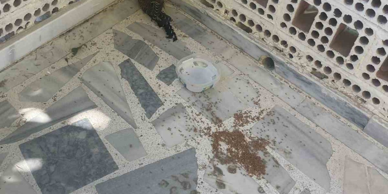 Kulu’da Yaralı Ebabil Kuşuna Şefkat Eli