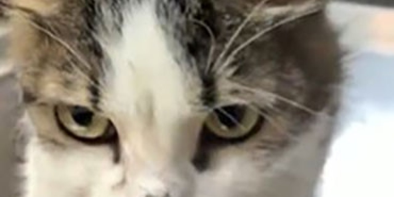 Alanya’da Yaralı Kediye Çene Ameliyatı