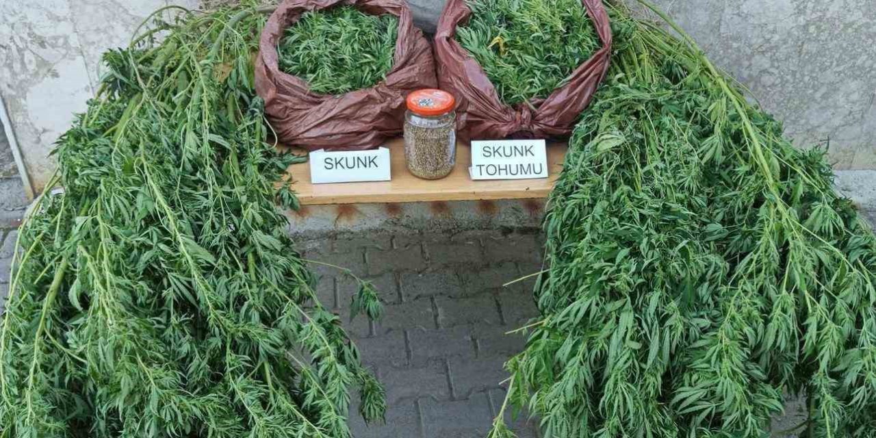 Korkuteli’nde 11,5 Kilo Skunk Ele Geçirildi