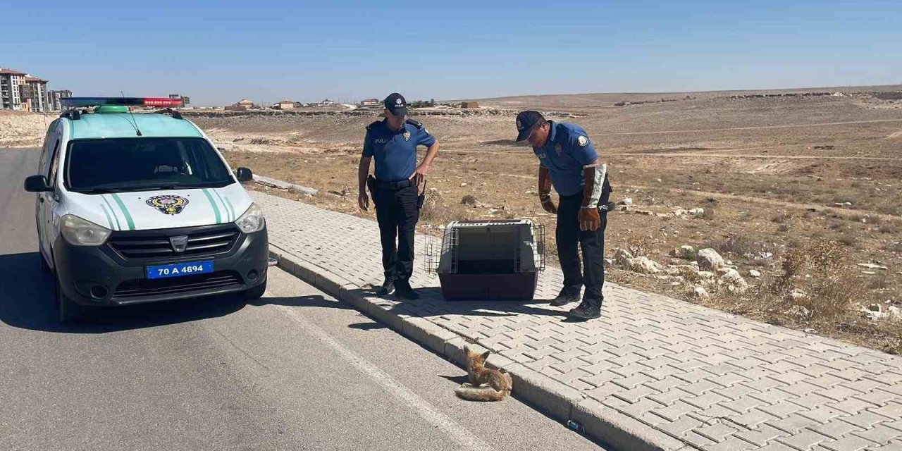 Yolda Yaralı Halde Bulunan Yavru Tilki Koruma Altına Alındı
