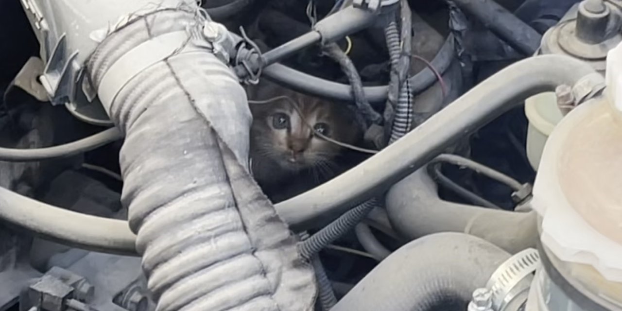 Polis Ve İtfaiyenin Kedi Kurtarma Operasyonu