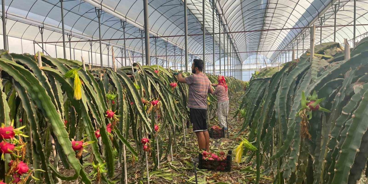Alanya’da  Seralarda Ejder Meyvesi Hasadı Başladı
