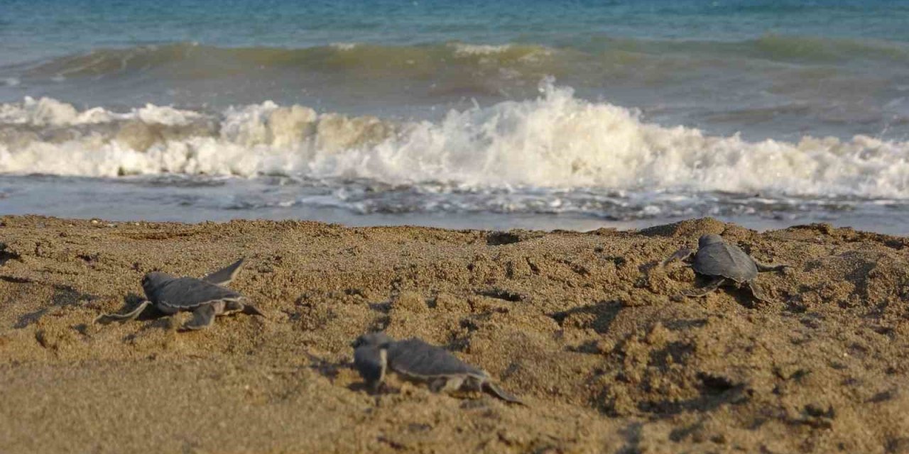 Yavru Caretta Carettların Çıkışları Tamamlandı: 210 Bin Yavru Denizle Buluştu