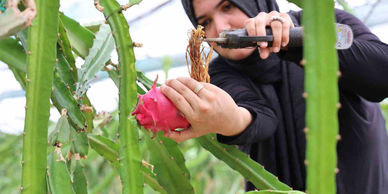 Ejder Meyvesi En Çok Kurutulan Ürünler Arasına Girdi