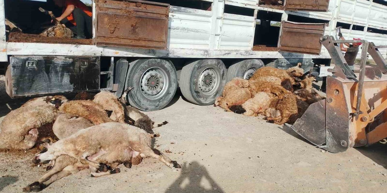 Konya’da Devrilen Tırdaki 147 Küçükbaş Hayvan Telef Oldu