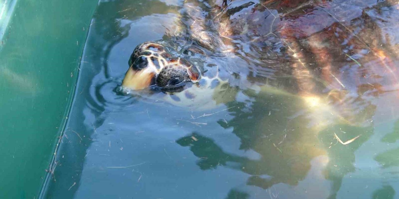 Tedavileri Tamamlanan 5 Deniz Kaplumbağası Denizle Buluştu
