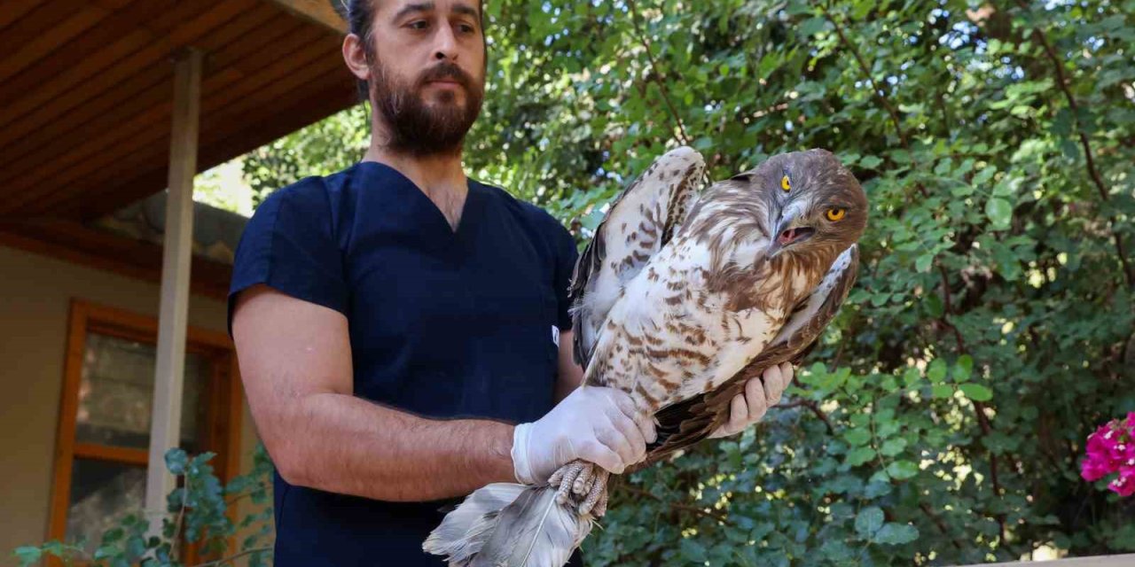 Soyu Tükenme Tehlikesindeki Yaralı Yılan Kartalı Yeniden Doğaya Döndü