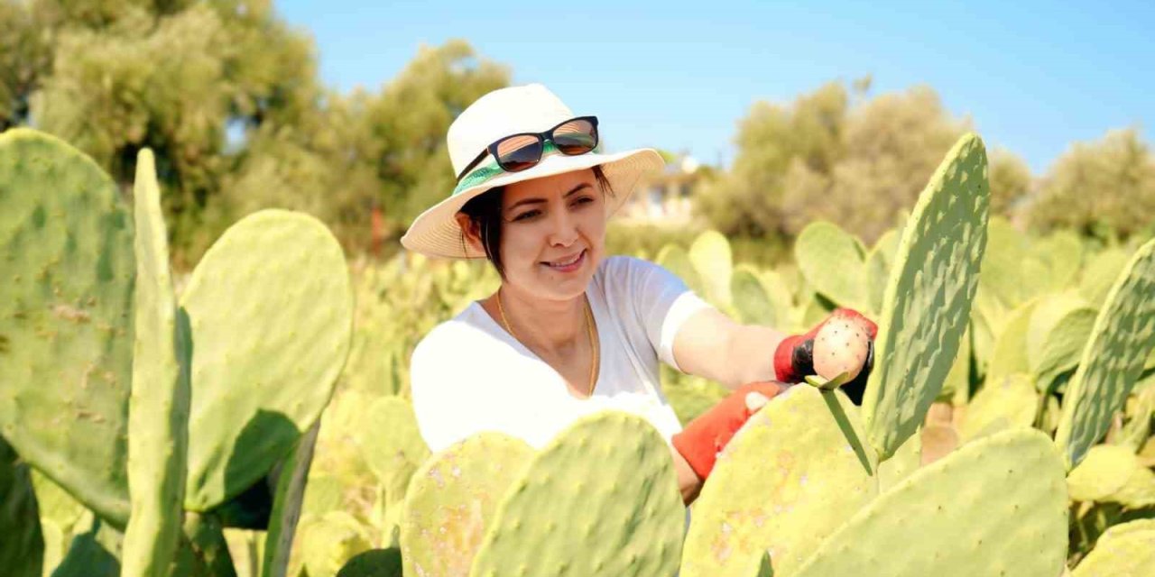 Bahçeyi Kurarken Alay Konusu Oldular, Şimdi 10 Ton Ürünün Tamamını Yurt Dışına Veriyorlar