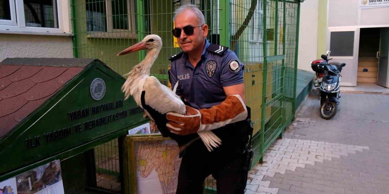 Yol Kenarında Bulunan Yaralı Leylek Koruma Altına Alındı