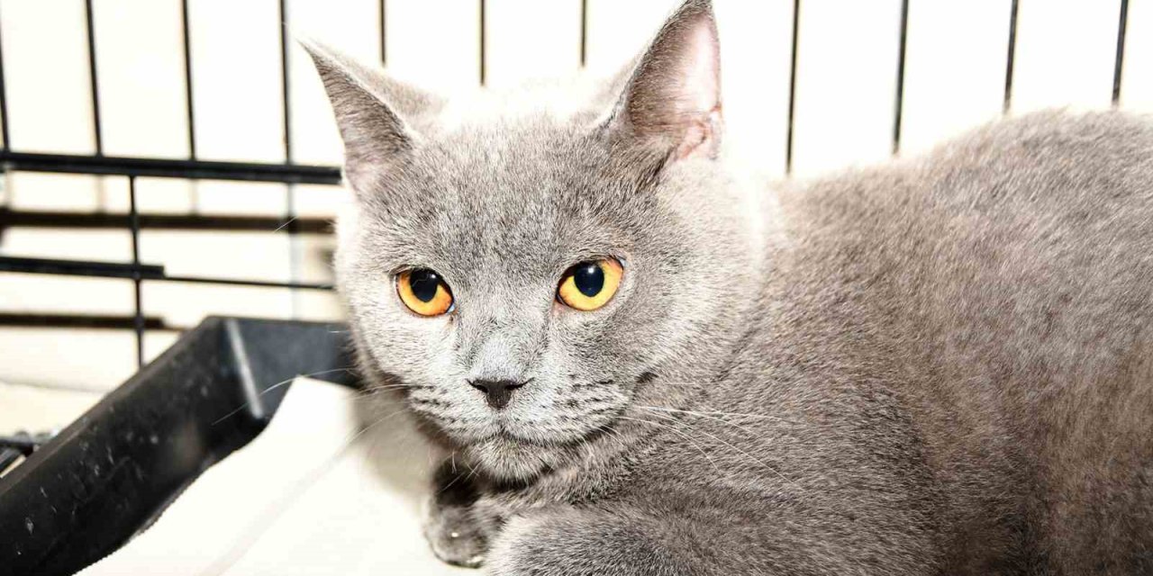 Kemer’de 27 Köpek Ve 122 Kedi Kısırlaştırıldı