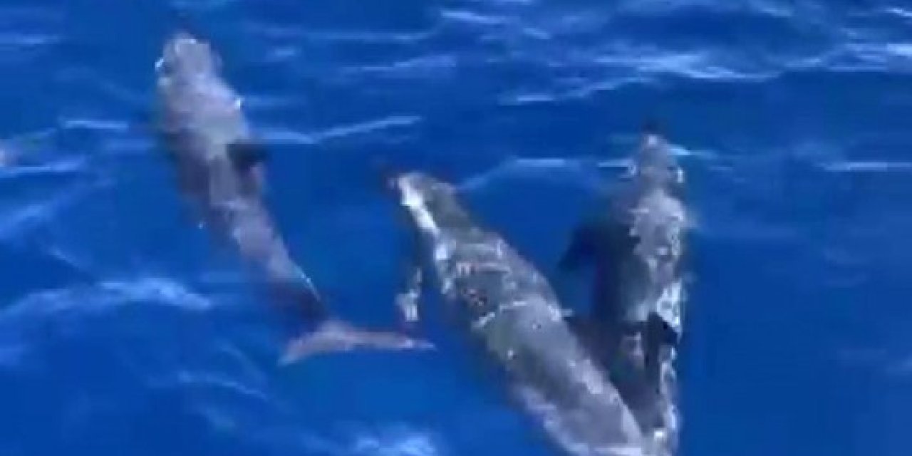 Akdeniz’de Yunusların Görsel Şöleni