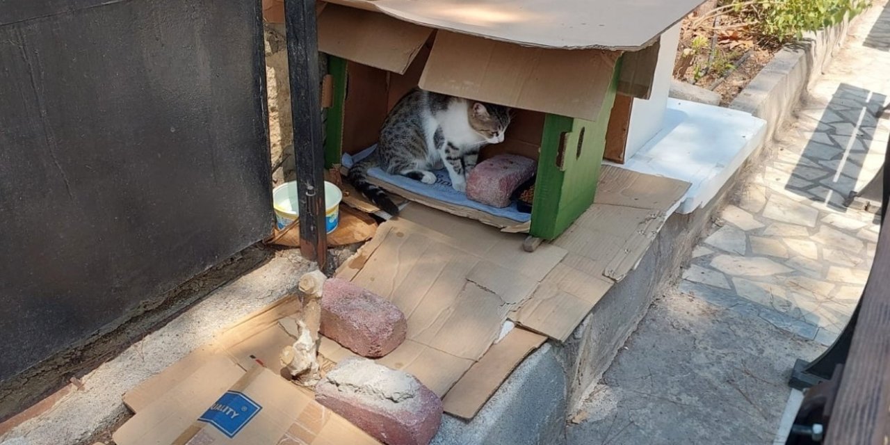 Mahalleli Ve Cami Cemaatinin Baktığı Kedilerin Evlerini Çöpe Attılar