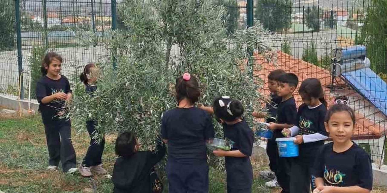 İlkokul Öğrencileri Okul Bahçesindeki Zeytin Ağaçlarında Hasat Yaptı