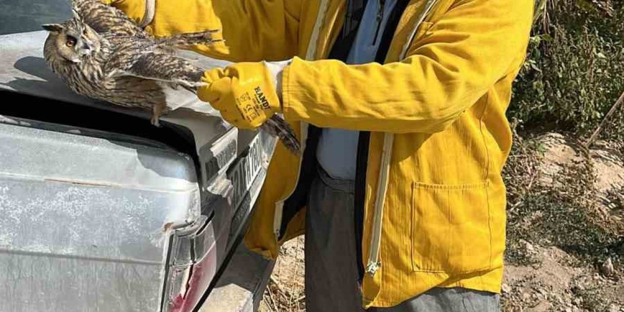 Karapınar’da Tarlada Bulunan Yaralı Kulaklı Baykuş Kurtarıldı