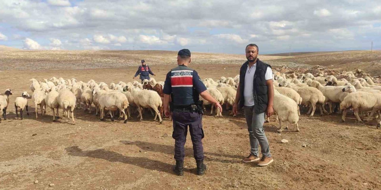 Kayıp Küçükbaş Hayvanları Jandarma Buldu