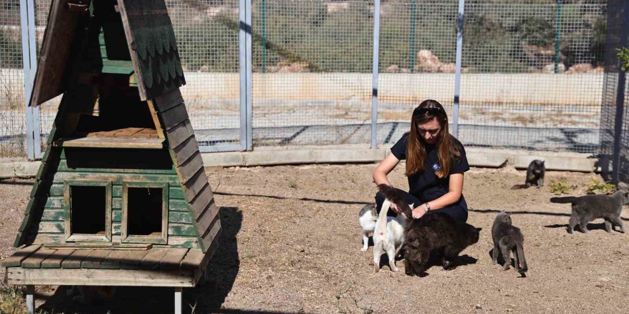 Antalya’da Sokak Hayvanlarına 7/24 Bakım Ve Rehabilitasyon