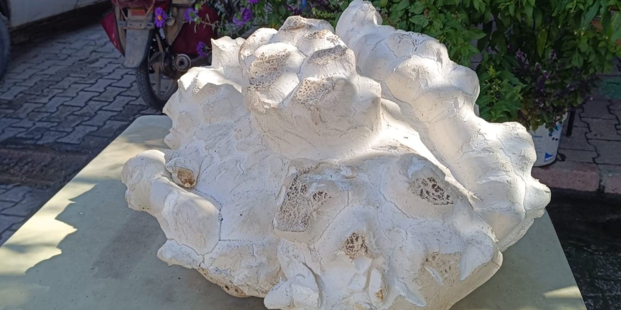 Konya’da 19 Kiloluk Dev Mantar Bulundu