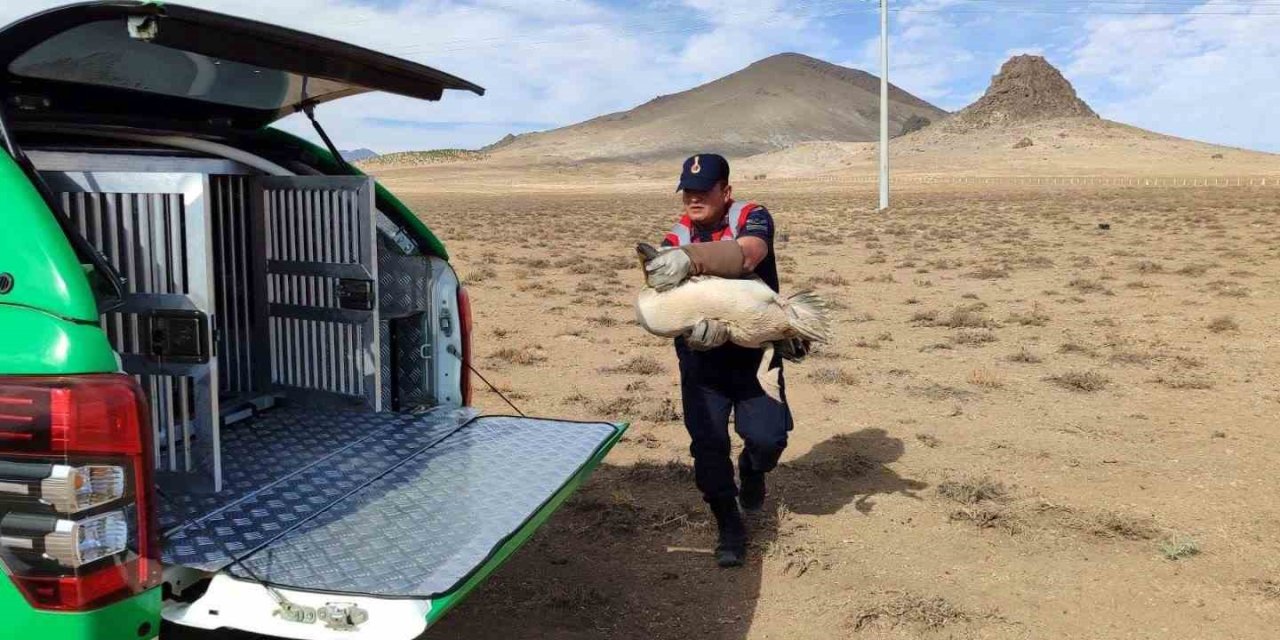 Karaman’da Yaralı Pelikanlar Koruma Altına Alındı